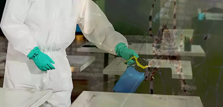 Why Buyers Still Want Homes With Pest Infestations in Hawaii, HI?